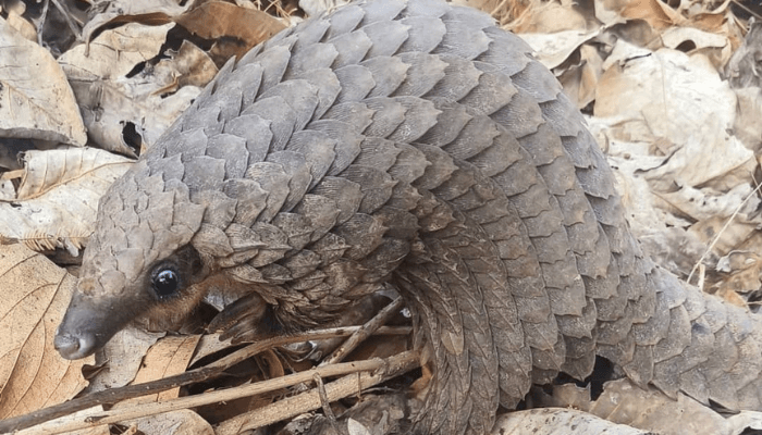 CARN/BOCHCO Pangolin Grant 2026—up to $10,000